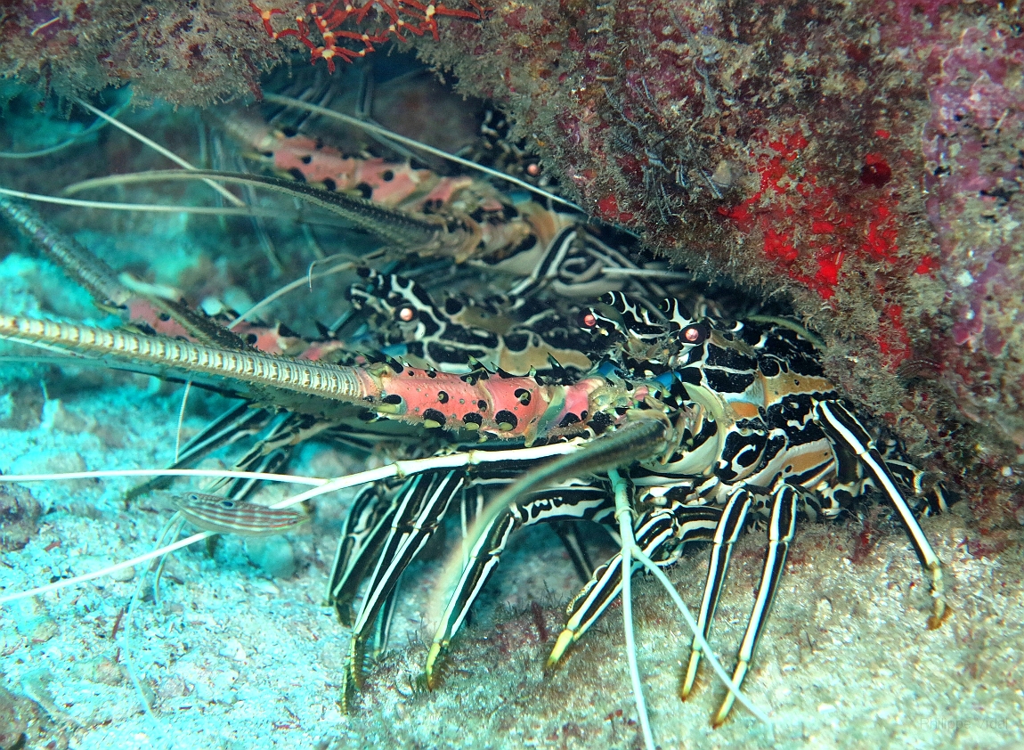 IMG_1153rf_Maldives_Madoogali_Plongee 12_Kuda Kandu_Langouste.jpg